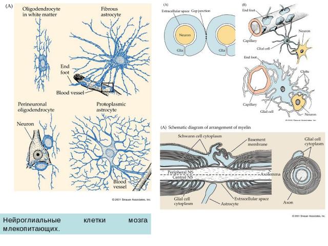 Нейроглиальные клетки мозга млекопитающих.