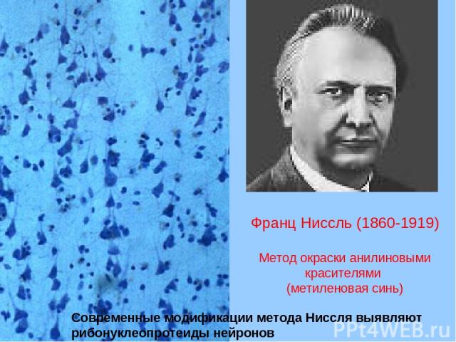 Франц Ниссль (1860-1919) Метод окраски анилиновыми красителями (метиленовая синь) Современные модификации метода Ниссля выявляют рибонуклеопротеиды нейронов