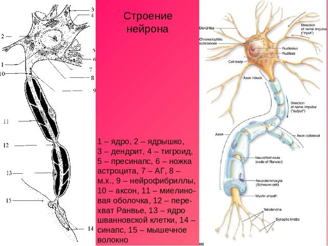 1 – ядро, 2 – ядрышко, 3 – дендрит, 4 – тигроид, 5 – пресинапс, 6 – ножка астроцита, 7 – АГ, 8 – м.х., 9 – нейрофибриллы, 10 – аксон, 11 – миелино-вая оболочка, 12 – пере- хват Ранвье, 13 – ядро шванновской клетки, 14 – синапс, 15 – мышечное волокно…