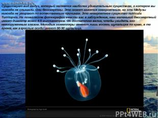 Существует вид медуз, который является наиболее удивительным существом, о которо