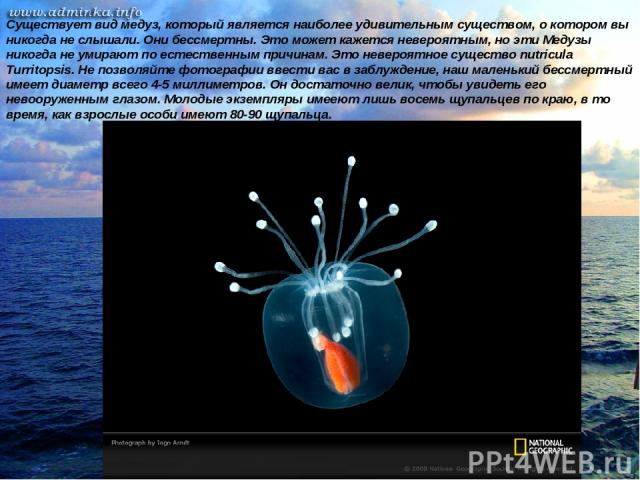 Существует вид медуз, который является наиболее удивительным существом, о котором вы никогда не слышали. Они бессмертны. Это может кажется невероятным, но эти Медузы никогда не умирают по естественным причинам. Это невероятное существо nutricula Tur…