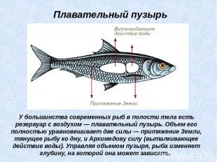 У большинства современных рыб в полости тела есть резервуар с воздухом — плавате