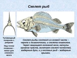 Скелет рыбы состоит из осевой части – черепа и позвоночника, и скелета плавников