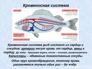 Кровеносная система рыб состоит из сердца и сосудов: артерии несут кровь от серд
