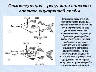 Осморегуляция – регуляция солевого состава внутренней среды Осморегуляция у рыб: