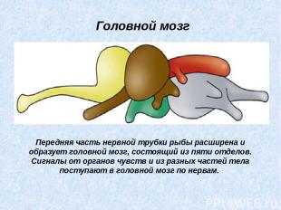 Передняя часть нервной трубки рыбы расширена и образует головной мозг, состоящий