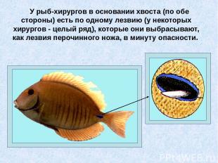 У рыб-хирургов в основании хвоста (по обе стороны) есть по одному лезвию (у неко