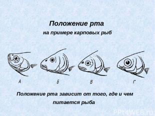 Положение рта на примере карповых рыб Положение рта зависит от того, где и чем п
