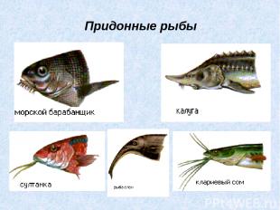 Придонные рыбы