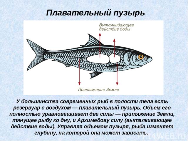 У большинства современных рыб в полости тела есть резервуар с воздухом — плавательный пузырь. Объем его полностью уравновешивает две силы — притяжение Земли, тянущее рыбу ко дну, и Архимедову силу (выталкивающее действие воды). Управляя объемом пузы…