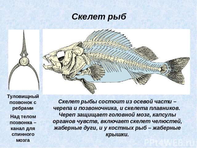 Скелет рыбы состоит из осевой части – черепа и позвоночника, и скелета плавников. Череп защищает головной мозг, капсулы органов чувств, включает скелет челюстей, жаберные дуги, и у костных рыб – жаберные крышки. Скелет рыб Туловищный позвонок с ребр…