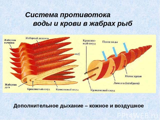 Система противотока воды и крови в жабрах рыб Дополнительное дыхание – кожное и воздушное