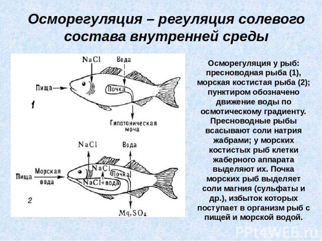 Осморегуляция – регуляция солевого состава внутренней среды Осморегуляция у рыб: пресноводная рыба (1), морская костистая рыба (2); пунктиром обозначено движение воды по осмотическому градиенту. Пресноводные рыбы всасывают соли натрия жабрами; у мор…