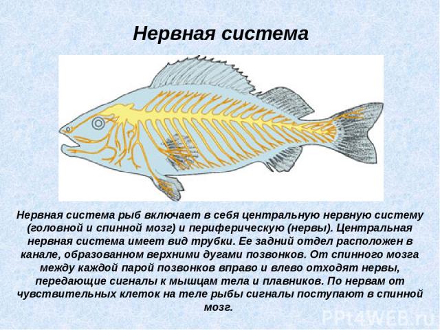 Нервная система рыб включает в себя центральную нервную систему (головной и спинной мозг) и периферическую (нервы). Центральная нервная система имеет вид трубки. Ее задний отдел расположен в канале, образованном верхними дугами позвонков. От спинног…