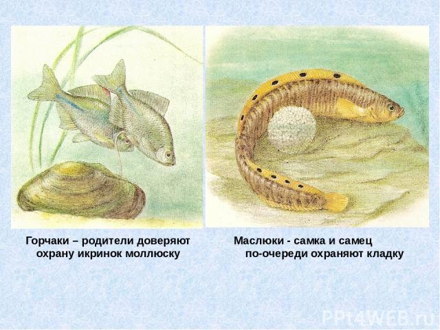 Горчаки – родители доверяют охрану икринок моллюску Маслюки - самка и самец по-очереди охраняют кладку