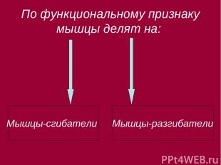 По функциональному признаку мышцы делят на: Мышцы-сгибатели Мышцы-разгибатели