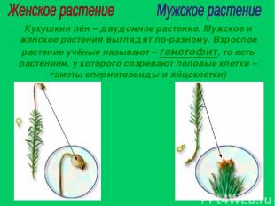 Кукушкин лён – двудомное растение. Мужское и женское растения выглядят по-разном