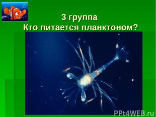 3 группа Кто питается планктоном?