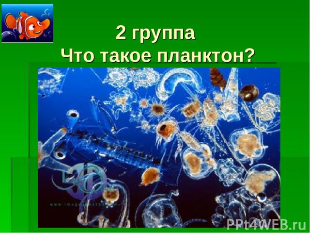 2 группа Что такое планктон?