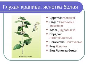 Глухая крапива, яснотка белая Царство:Растения Отдел:Цветковые растения Класс:Дв