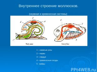 Внутреннее строение моллюсков. (нервная и кровеносная системы) 1 – нервные узлы