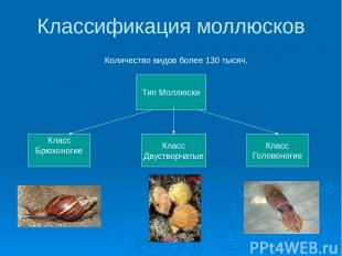 Классификация моллюсков Количество видов более 130 тысяч. Тип Моллюски Класс Брю