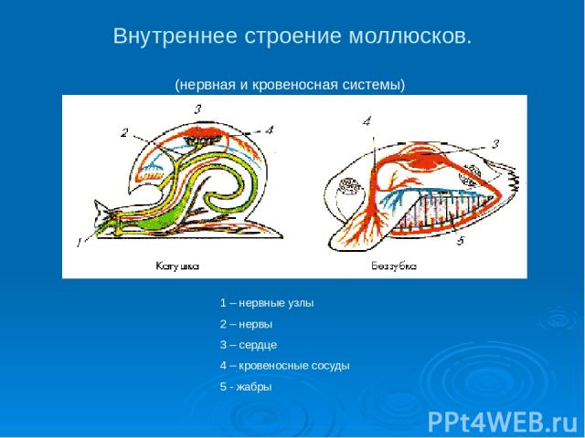Внутреннее строение моллюсков. (нервная и кровеносная системы) 1 – нервные узлы 2 – нервы 3 – сердце 4 – кровеносные сосуды 5 - жабры