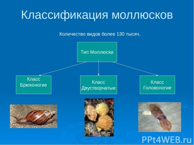Классификация моллюсков Количество видов более 130 тысяч. Тип Моллюски Класс Брюхоногие Класс Двустворчатые Класс Головоногие