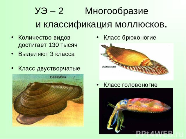 УЭ – 2 Многообразие и классификация моллюсков. Количество видов достигает 130 тысяч Выделяют 3 класса Класс брюхоногие Класс двустворчатые Класс головоногие