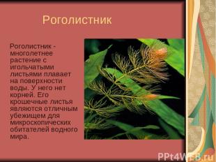 Роголистник Роголистник - многолетнее растение с игольчатыми листьями плавает на