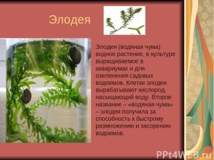 Элодея Элодея (водяная чума) водное растение, в культуре выращиваемое в аквариум