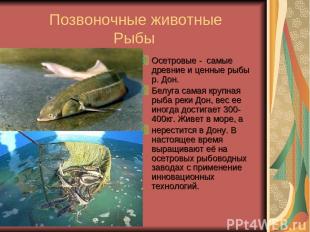 Позвоночные животные Рыбы Осетровые - самые древние и ценные рыбы р. Дон. Белуга