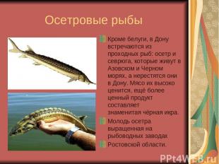 Осетровые рыбы Кроме белуги, в Дону встречаются из проходных рыб: осетр и севрюг