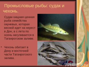 Промысловые рыбы: судак и чехонь. Судак хищная ценная рыба семейства окуневых, к