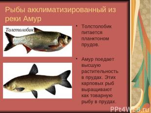 Рыбы акклиматизированный из реки Амур Толстолобик питается планктоном прудов. Ам