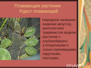 Плавающие растения Рдест плавающий Народные названия водяная капуста), многолетн