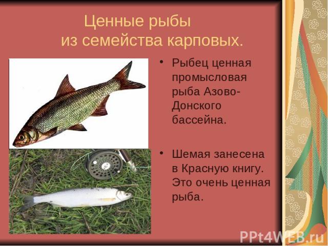 Ценные рыбы из семейства карповых. Рыбец ценная промысловая рыба Азово-Донского бассейна. Шемая занесена в Красную книгу. Это очень ценная рыба.