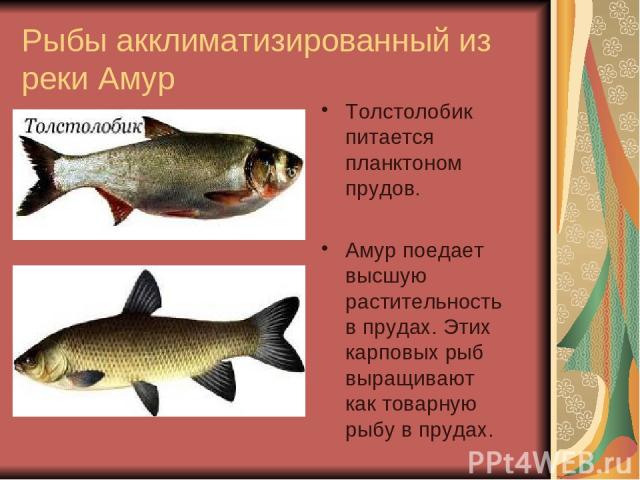 Рыбы акклиматизированный из реки Амур Толстолобик питается планктоном прудов. Амур поедает высшую растительность в прудах. Этих карповых рыб выращивают как товарную рыбу в прудах.