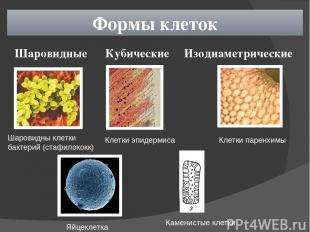 Формы клеток Шаровидные Кубические Изодиаметрические Шаровидны клетки бактерий (