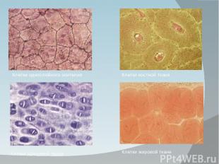 Клетки однослойного эпителия Клетки костной ткани Клетки хрящевой ткани Клетки ж