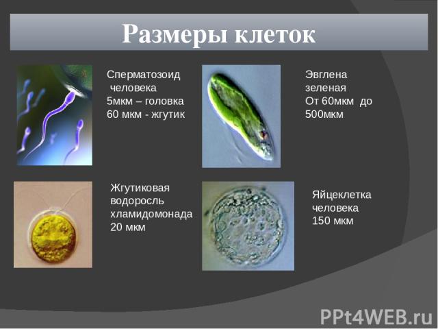 Размеры клеток Сперматозоид человека 5мкм – головка 60 мкм - жгутик Жгутиковая водоросль хламидомонада 20 мкм Эвглена зеленая От 60мкм до 500мкм Яйцеклетка человека 150 мкм