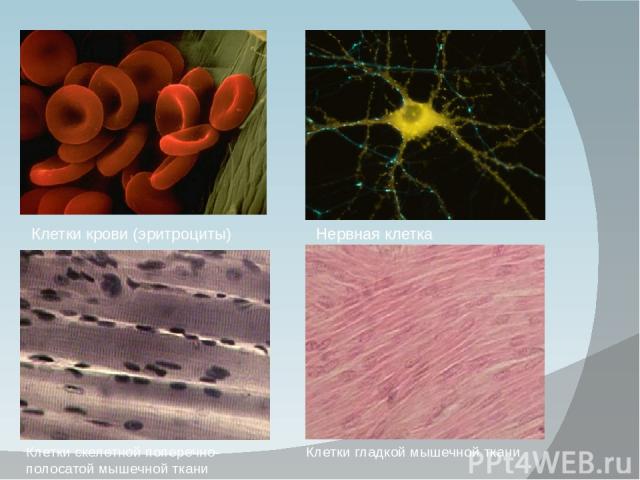 Клетки крови (эритроциты) Нервная клетка Клетки скелетной поперечно-полосатой мышечной ткани Клетки гладкой мышечной ткани