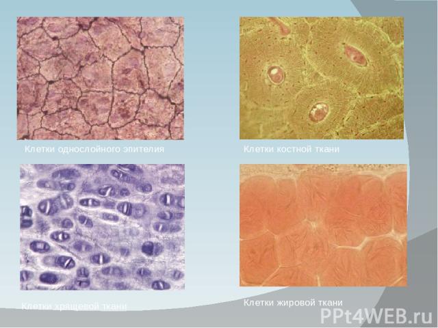 Клетки однослойного эпителия Клетки костной ткани Клетки хрящевой ткани Клетки жировой ткани