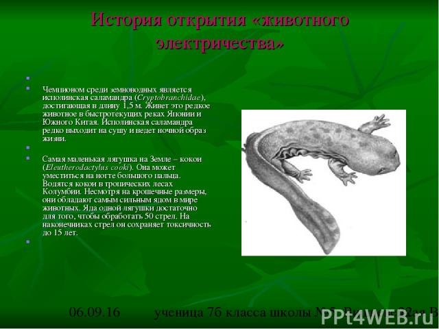 История открытия «животного электричества» Чемпионом среди земноводных является исполинская саламандра (Cryptobranchidae), достигающая в длину 1,5 м. Живет это редкое животное в быстротекущих реках Японии и Южного Китая. Исполинская саламандра редко…
