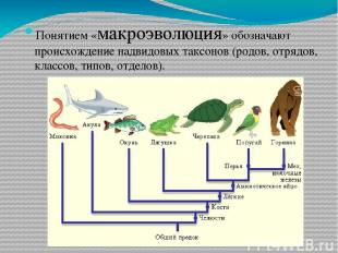 Понятием «макроэволюция» обозначают происхождение надвидовых таксонов (родов, от