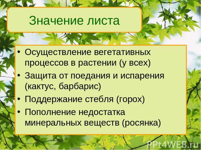 Осуществление вегетативных процессов в растении (у всех) Защита от поедания и испарения (кактус, барбарис) Поддержание стебля (горох) Пополнение недостатка минеральных веществ (росянка) Значение листа