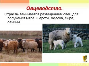Овцеводство. Отрасль занимается разведением овец для получения мяса, шерсти, мол