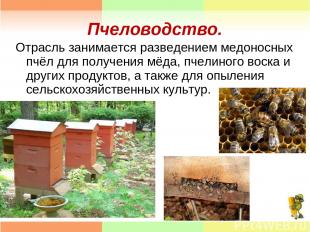 Пчеловодство. Отрасль занимается разведением медоносных пчёл для получения мёда,
