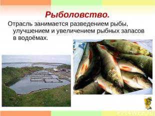 Рыболовство. Отрасль занимается разведением рыбы, улучшением и увеличением рыбны