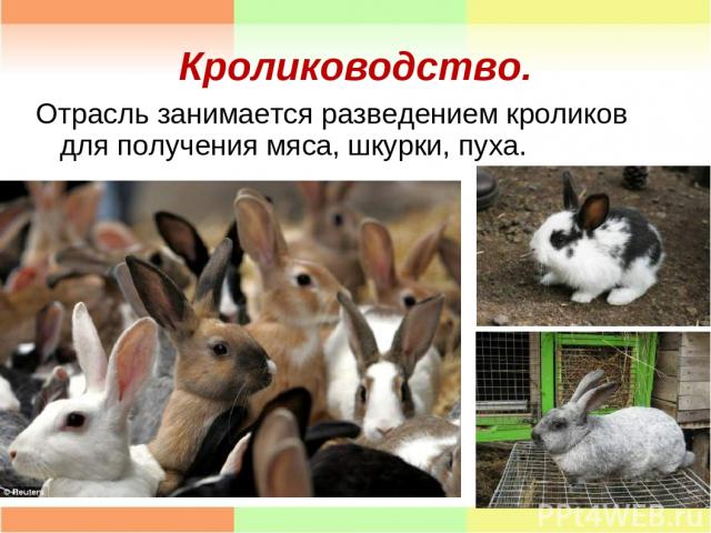 Кролиководство. Отрасль занимается разведением кроликов для получения мяса, шкурки, пуха.